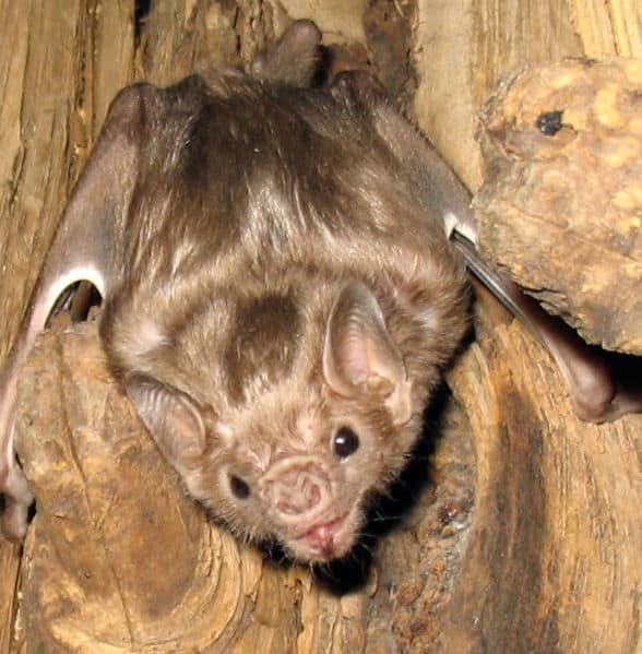 mindanao pygmy fruit bat