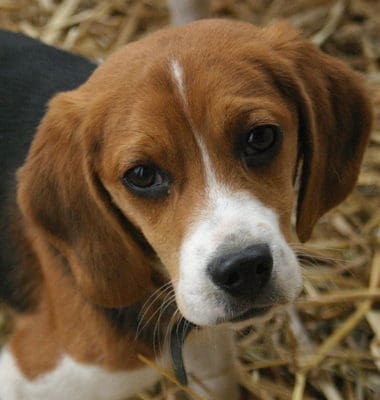 beagle eyesight