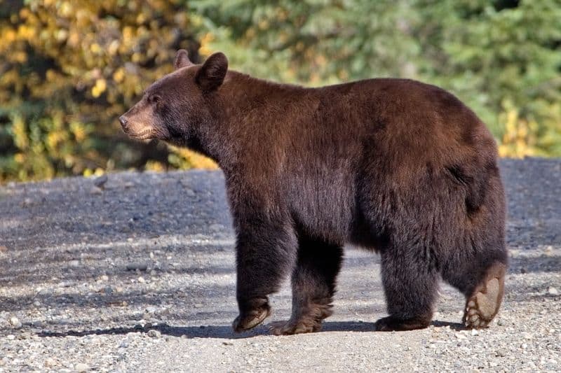 Two Record Black Bears Taken in New Jersey