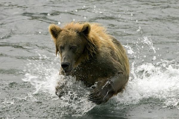 Brown bear in stream. Kodiak National Wildlife Refuge, Alaska.