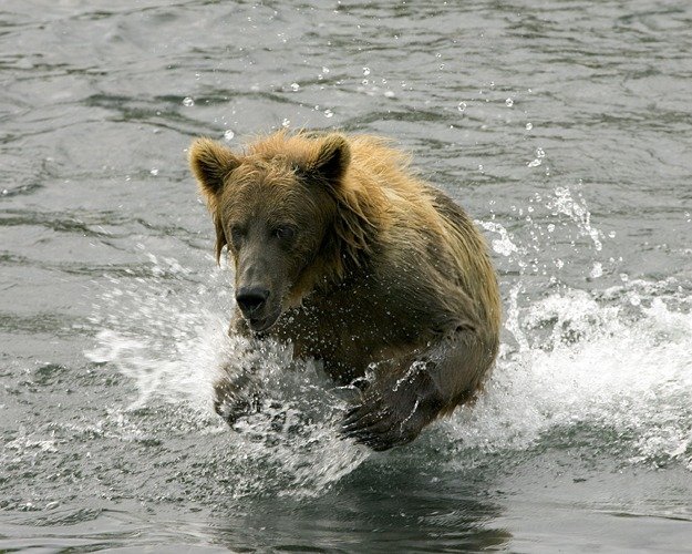 Kodiak brown bear