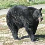 American Black Bear in Yellowstone Bear World, Idaho