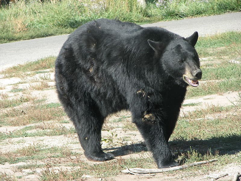 Asian black bear walking