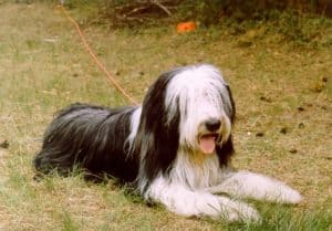Bearded Collie lying on ground mój pies