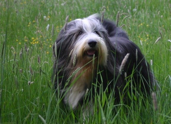 Bearded Collie standing in grass