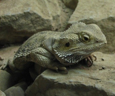 Bearded Dragon On A Rock