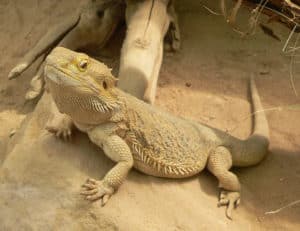The Top Bearded Dragon Cages: Ranked and Reviewed Picture