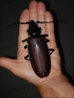 Insect Animals