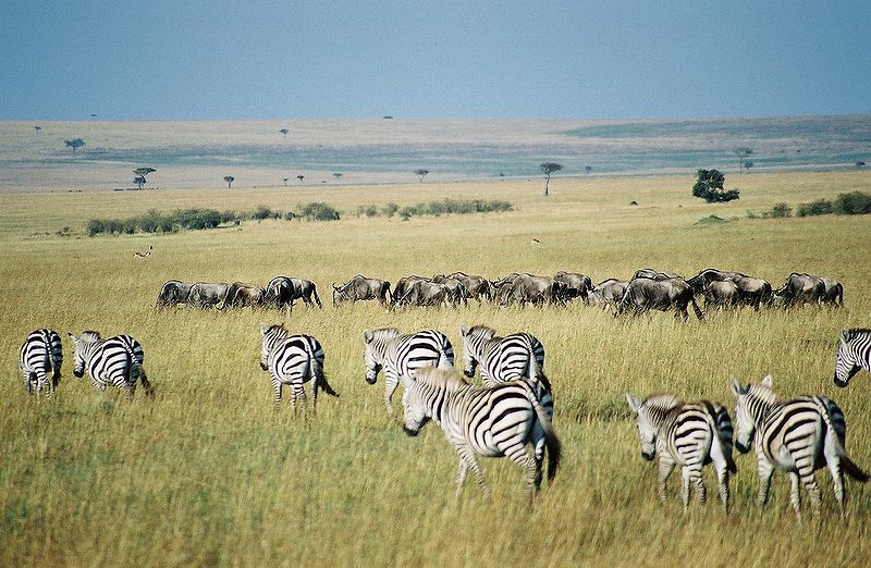 zebras in Maasai Mara National Park