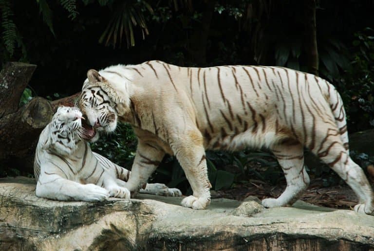 Two white Bengal Tigers from the Singapore Zoo