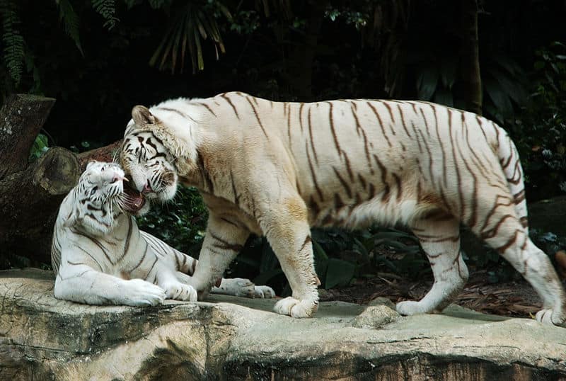 Two white Bengal tigers at Singapore Zoo