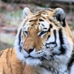 Bengal tiger