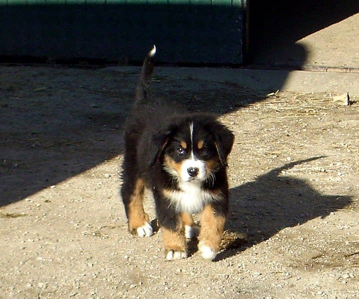 Bernese Mountain Dog puppy