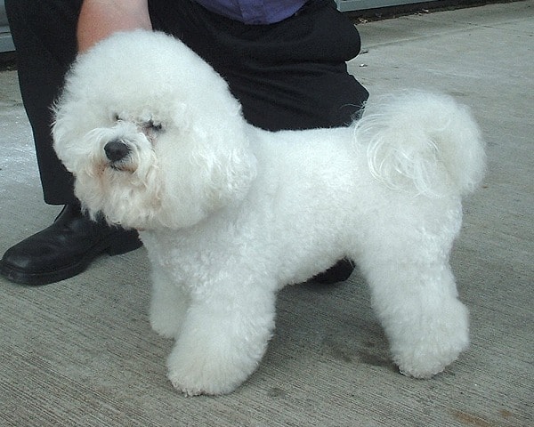 Bichon Frise standing with owner
