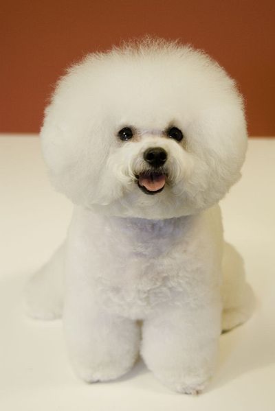 A female Bichon Frise