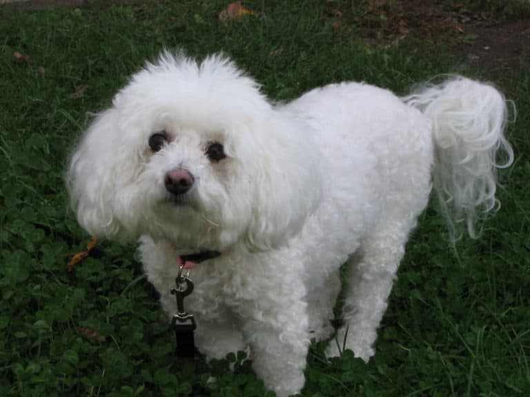 Photograph of a Bichon Frisé, wearing a collar and leash; taken outdoors on an October afternoon.