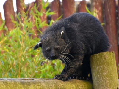 Binturong Animal Facts | Arctictis Binturong | AZ Animals