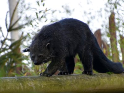 Binturong Animal Facts | Arctictis Binturong | AZ Animals