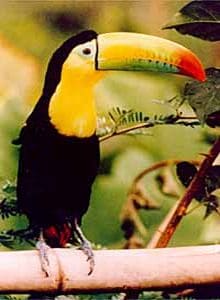 Keel-billed Toucan, the national bird of Belize.