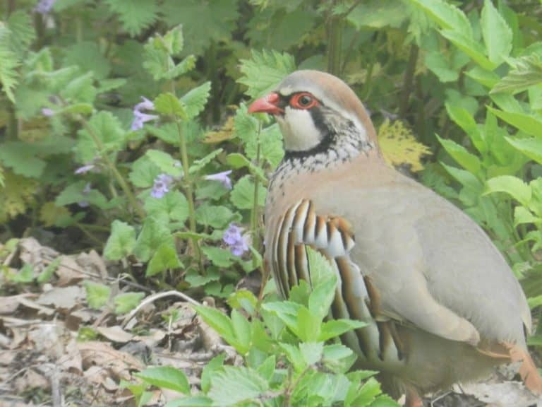 Red-legged partridge standing in ground cover