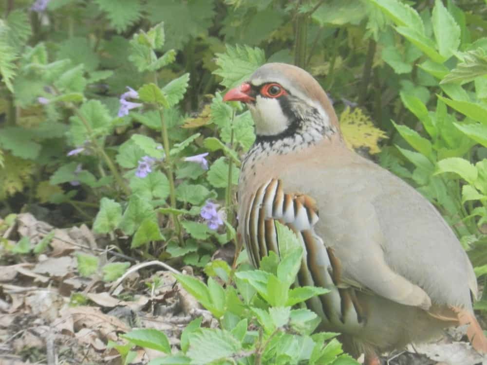 Partridge vs Pheasant