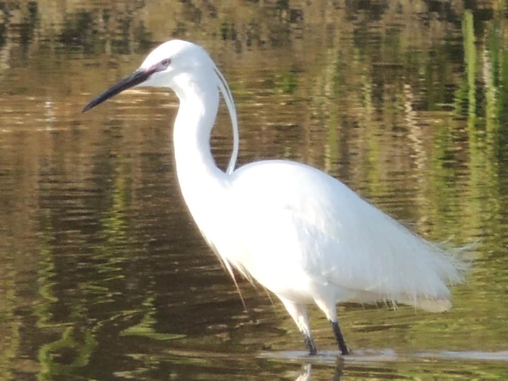 Little egret