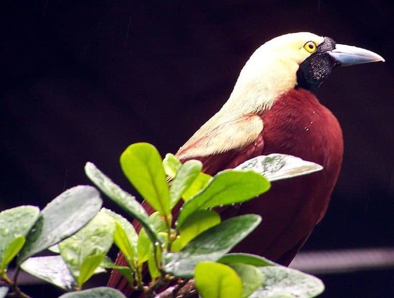 Paradisaea minor - Lesser Bird of Paradise, Jurong Bird Park