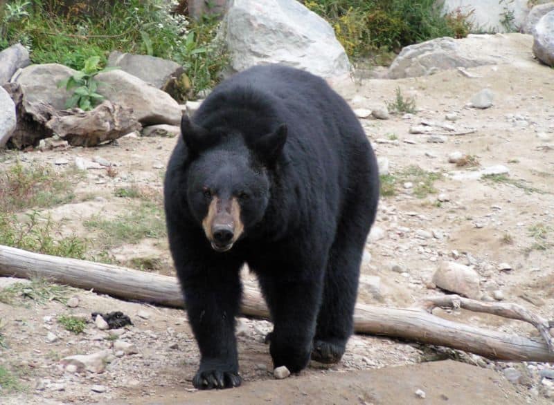 one of the largest animals in Missouri is the American bbear which weighs around 550 pounds
