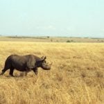 Black rhinoceros