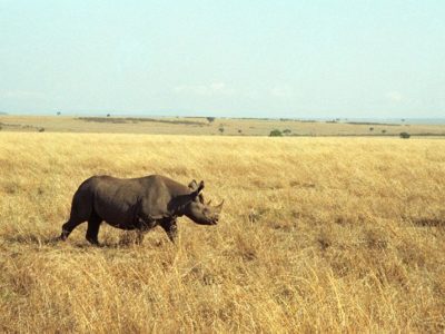 A Black Rhinoceros