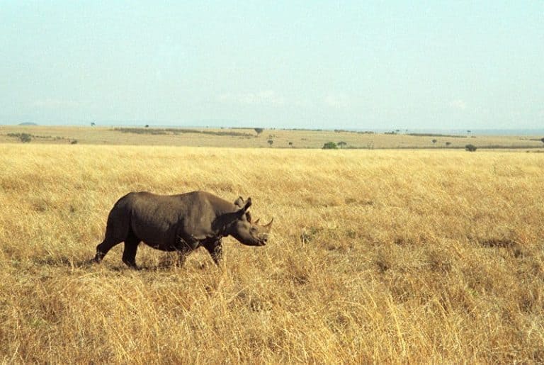 Black Rhinoceros, Masai Mara, Kenya