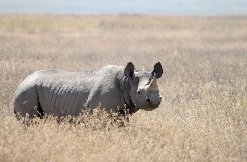 extinct western black rhinoceros