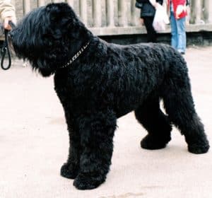 Black Russian Terrier photo