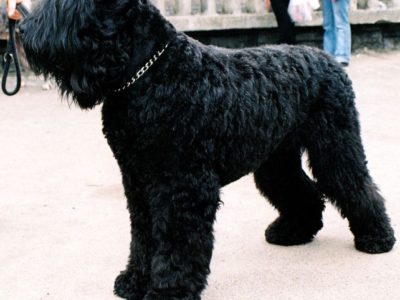 A Black Russian Terrier