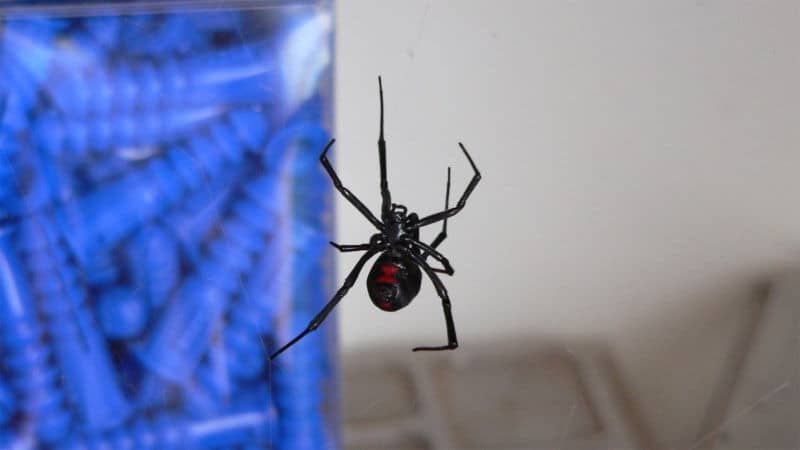 A Black Widow Spider suspended in its web.