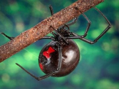 Female black widow spider on branch