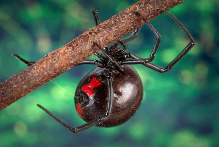 Female black widow spider on branch