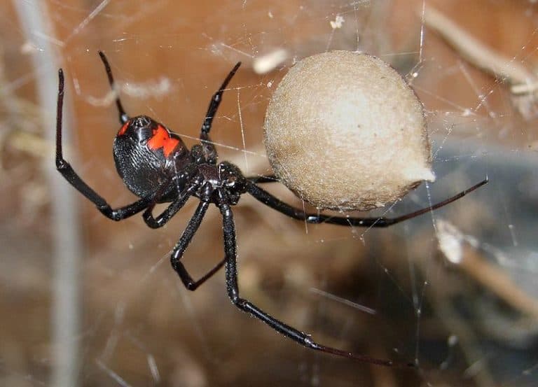 Female black widow spider guarding an egg case