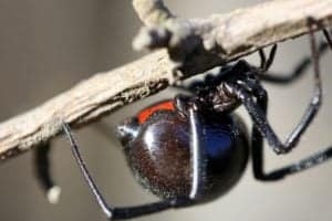9 Spiders That Eat Snakes Picture