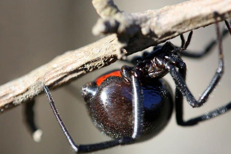 Black widow spider on branch