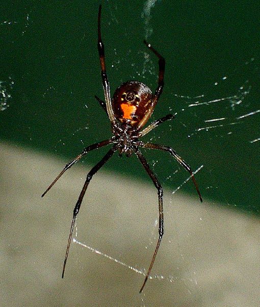 Black widow on its web