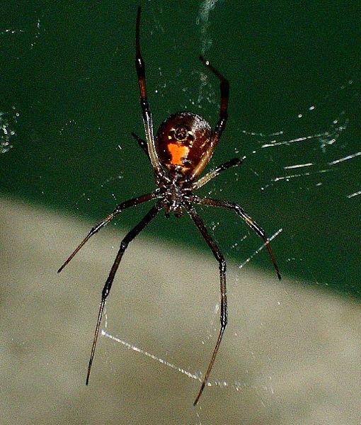 Black Widow Spider Insect Facts Latrodectus Az Animals