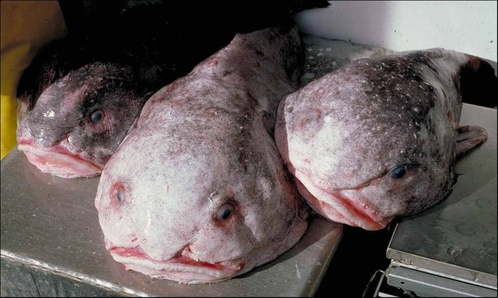 Blobfish out of the water