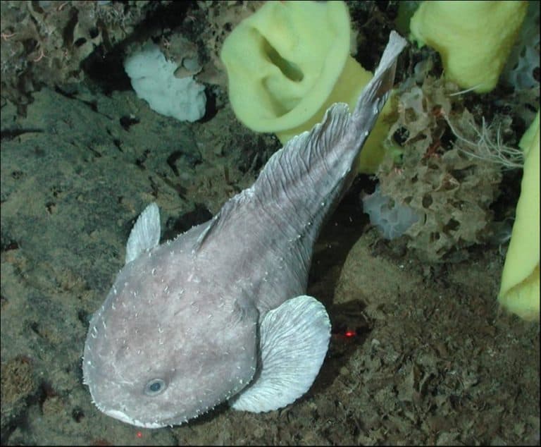 Deep-sea blob sculpin (Psychrolutes phrictus)