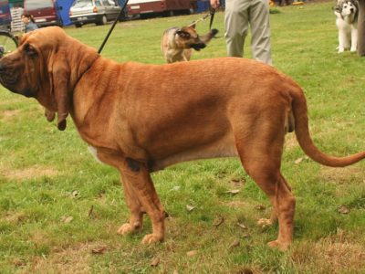 A Canis lupus