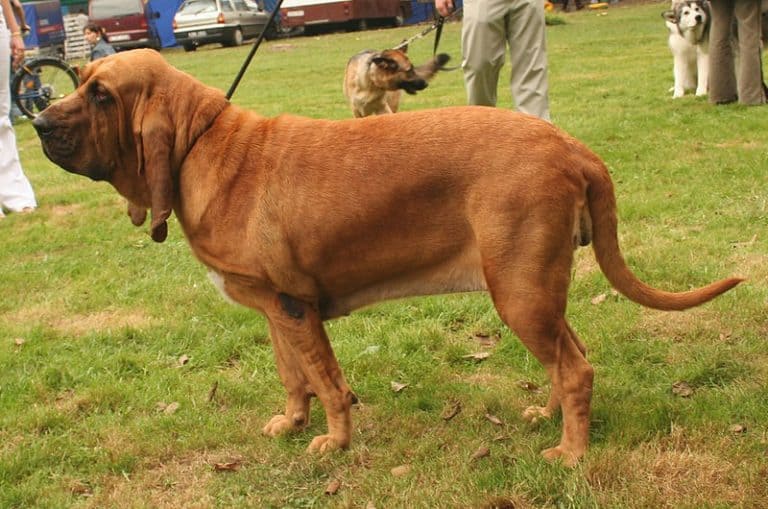 Side view of a bloodhound