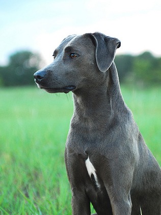 Blue Lacy Dog sitting in grass