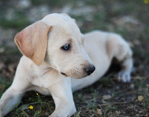 Blue Lacy puppy lying on ground