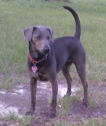Blue Lacy Dog standing on grass