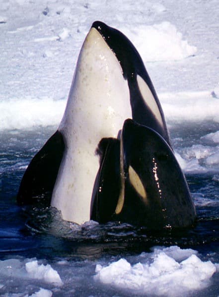 A blue whale, center frame, surfacing, coming out of icy water. ice / snow background.